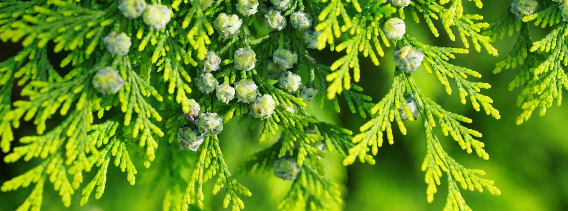 …who healeth all thy diseases;”